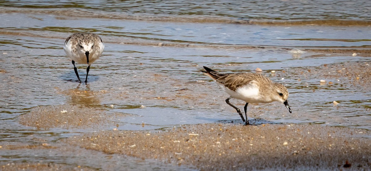 Rotkehl-Strandläufer - ML615803402