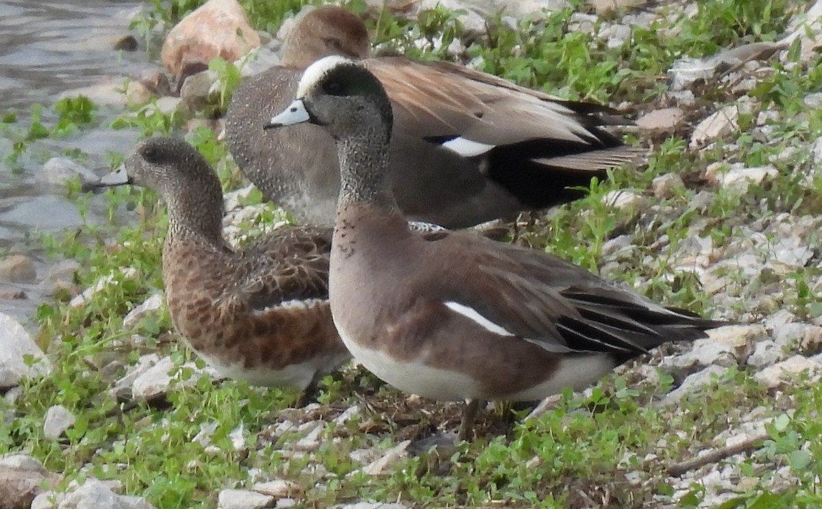 American Wigeon - ML615803403