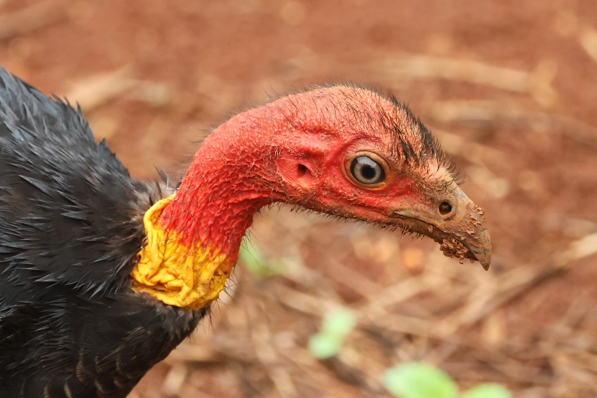 Australian Brushturkey - Mark and Angela McCaffrey