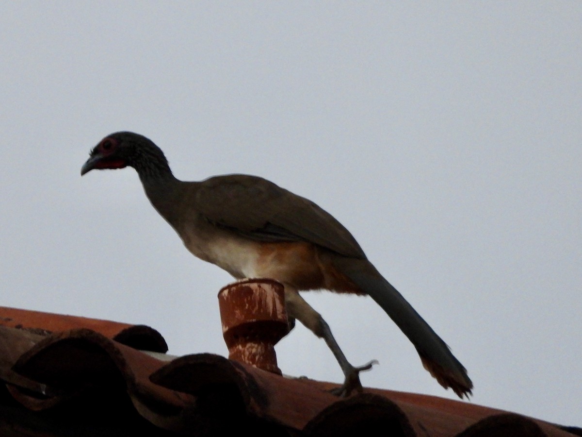 West Mexican Chachalaca - ML615803450