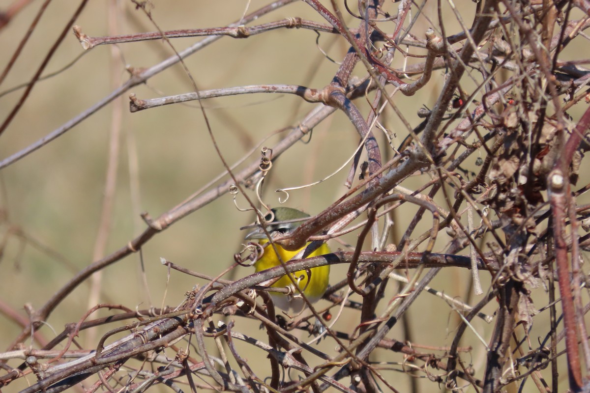 Yellow-breasted Chat - ML615803499