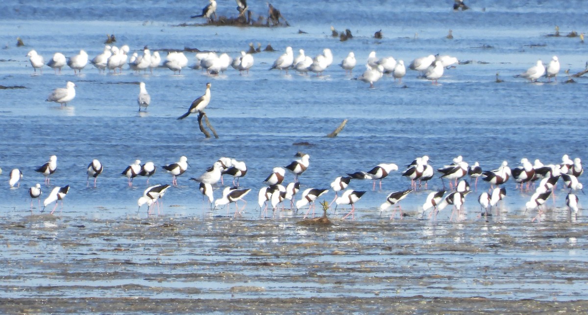 Banded Stilt - ML615803570