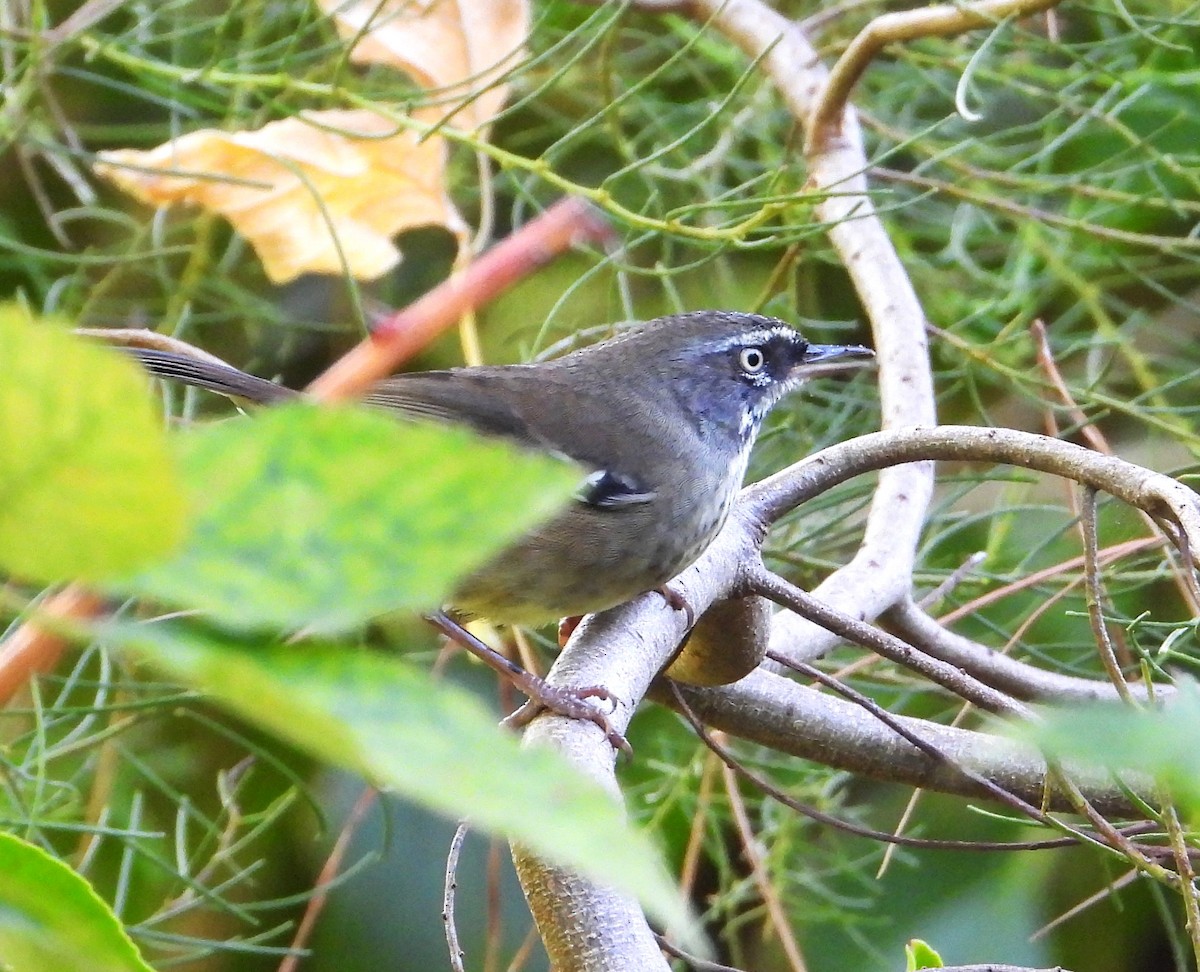 White-browed Scrubwren - ML615803627