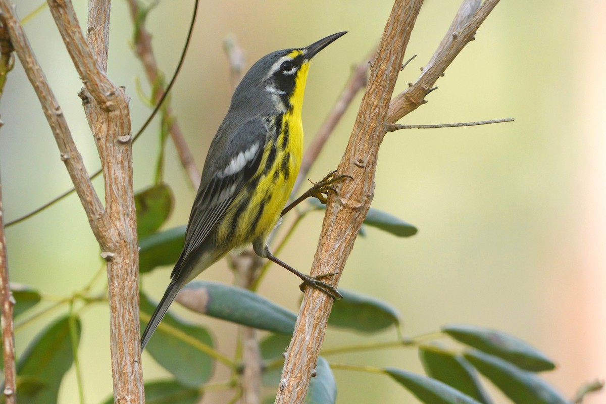 Bahama Warbler - ML615803687