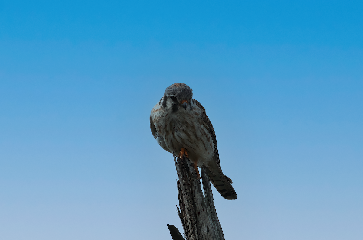 American Kestrel - ML615803696