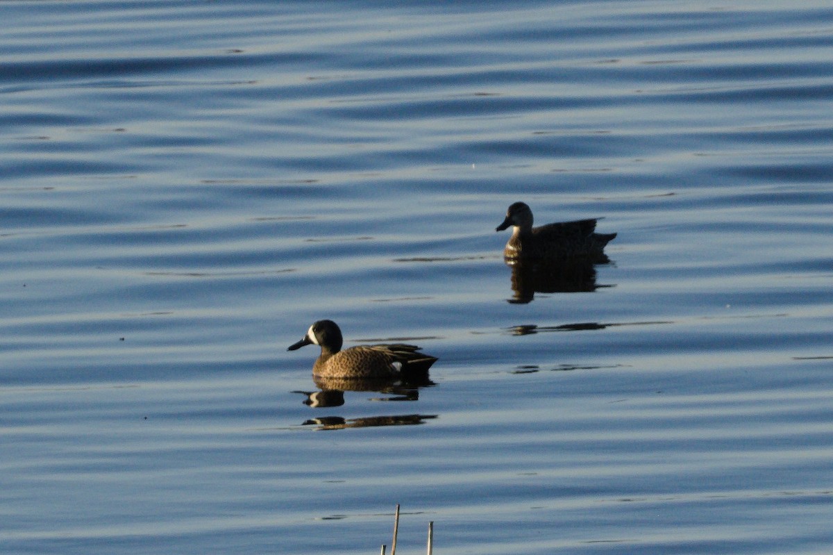 Blue-winged Teal - ML615803720