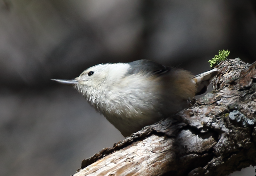 White-breasted Nuthatch - ML615803757