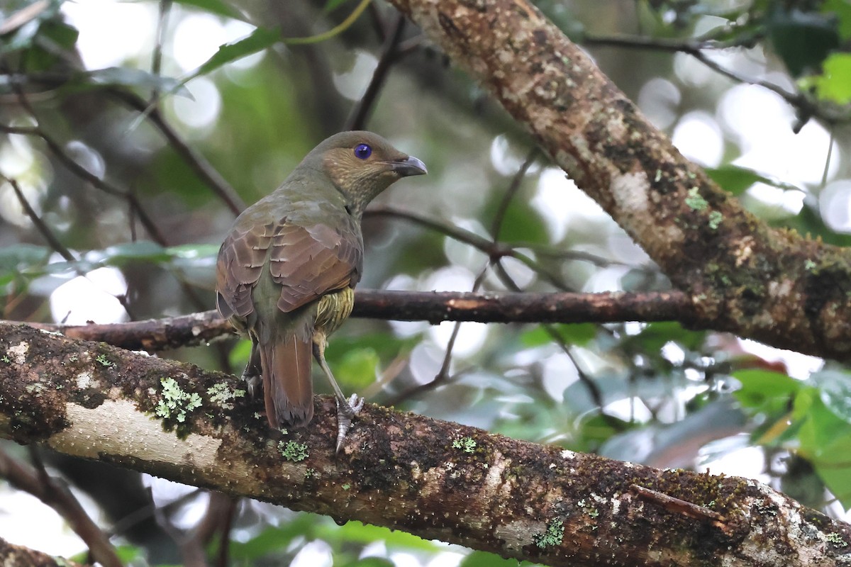 Satin Bowerbird - Mark and Angela McCaffrey