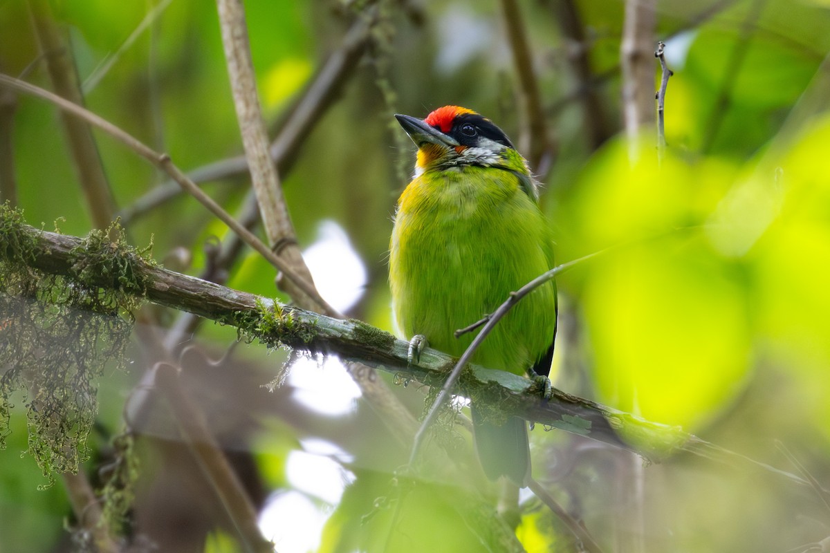 Golden-throated Barbet - ML615803832