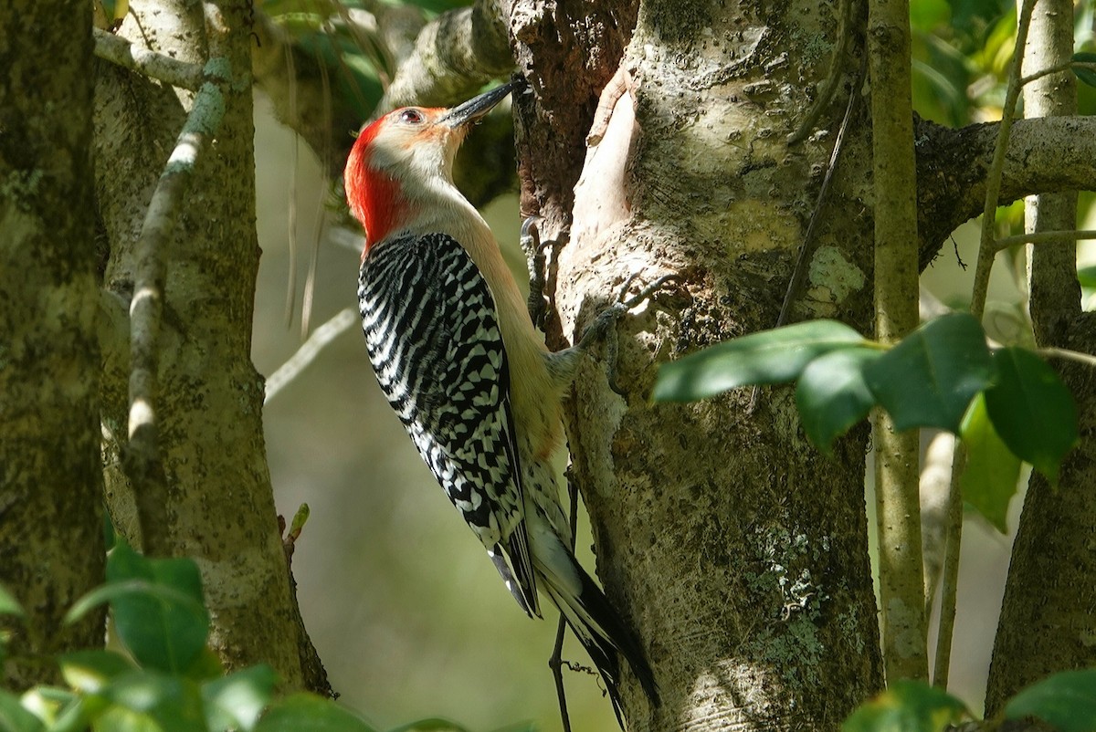 Red-bellied Woodpecker - deborah grimes