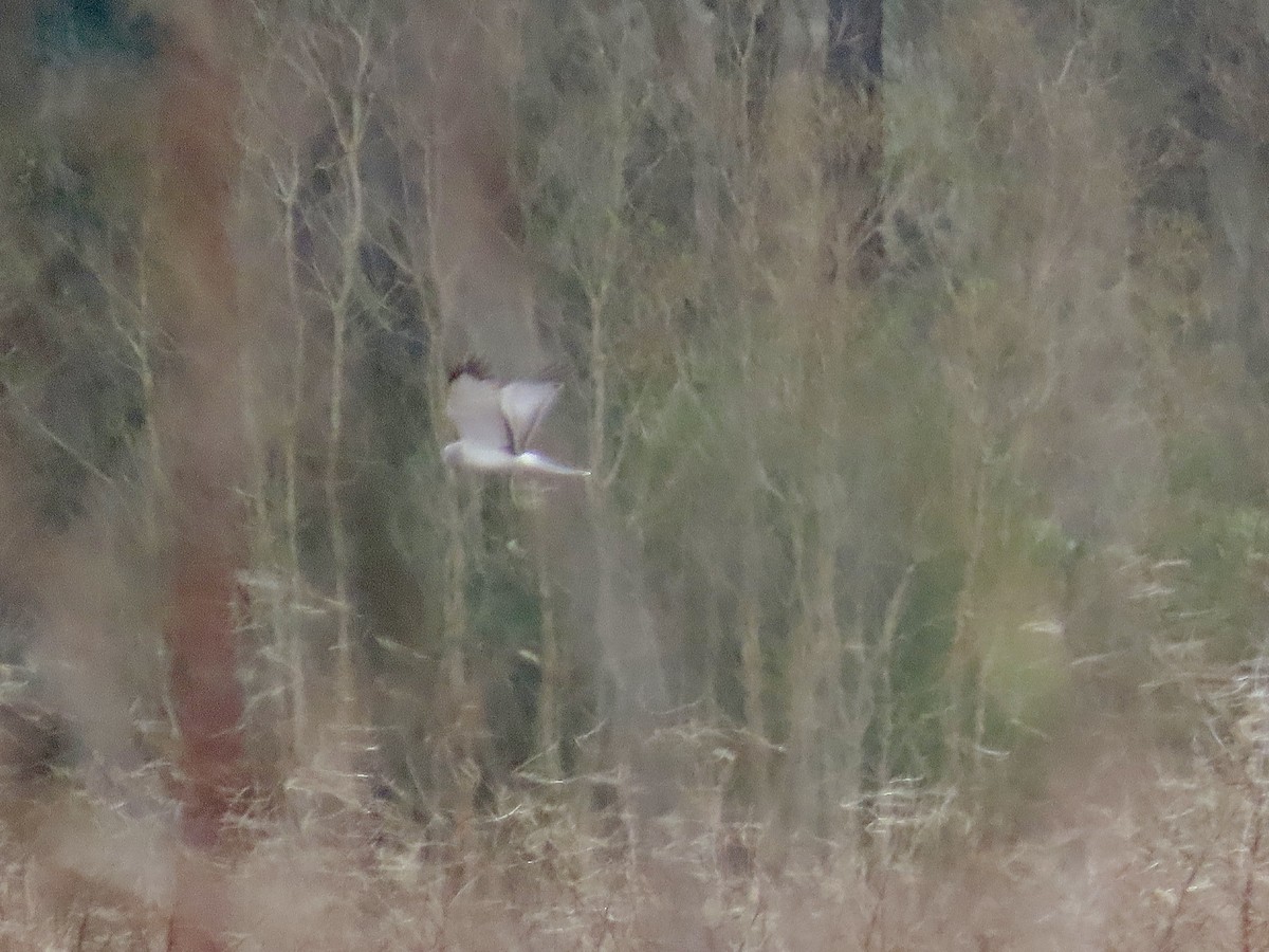 Northern Harrier - ML615803904