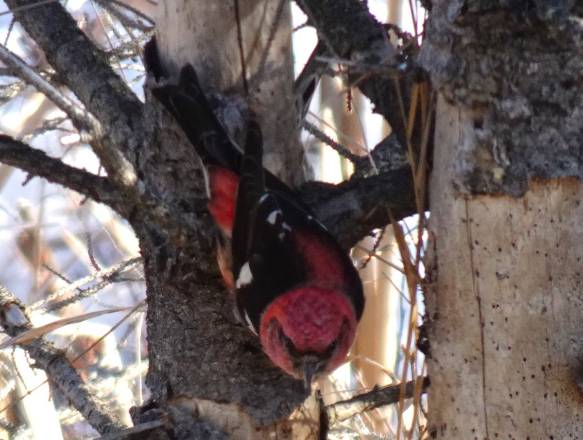 White-winged Crossbill - ML615803928