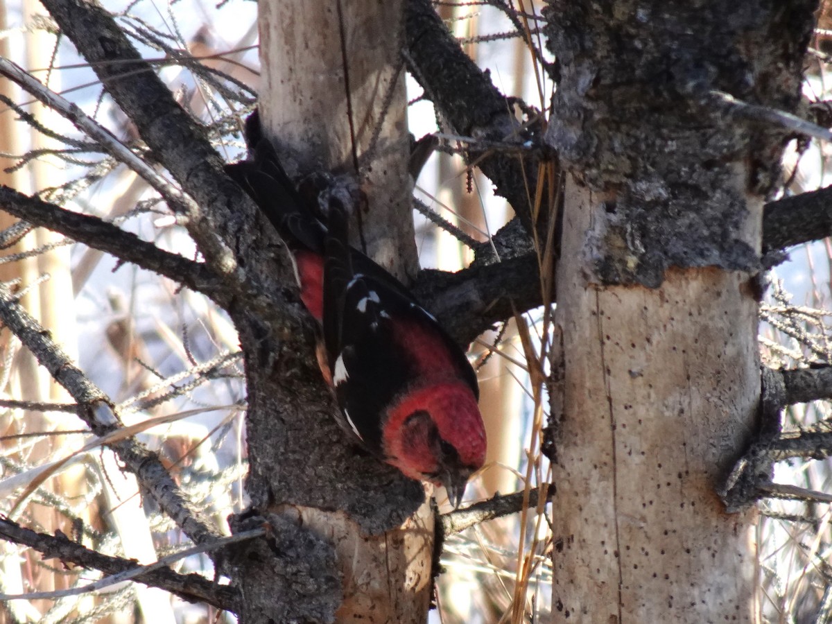 White-winged Crossbill - ML615803934