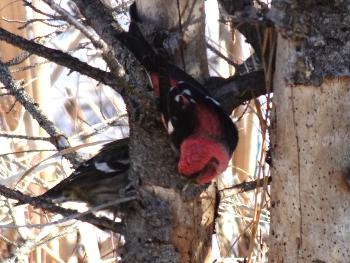 White-winged Crossbill - ML615803938