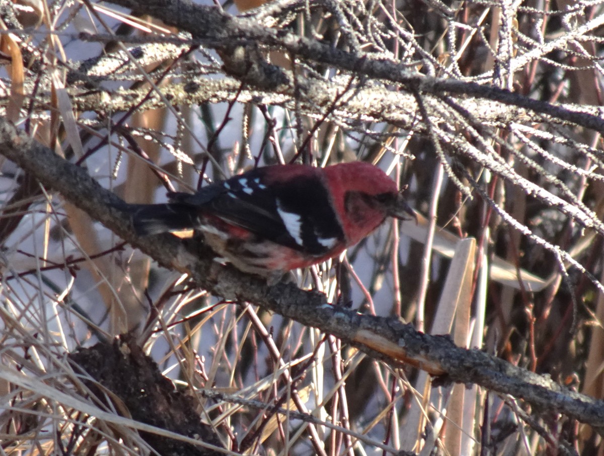 White-winged Crossbill - ML615803944