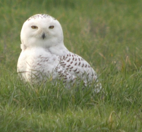 Snowy Owl - Chris Conard