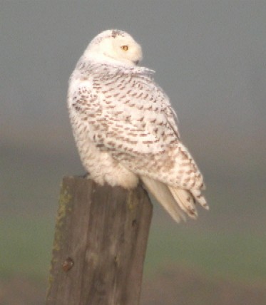 Snowy Owl - Chris Conard