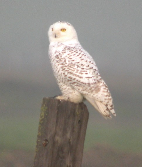 Snowy Owl - Chris Conard