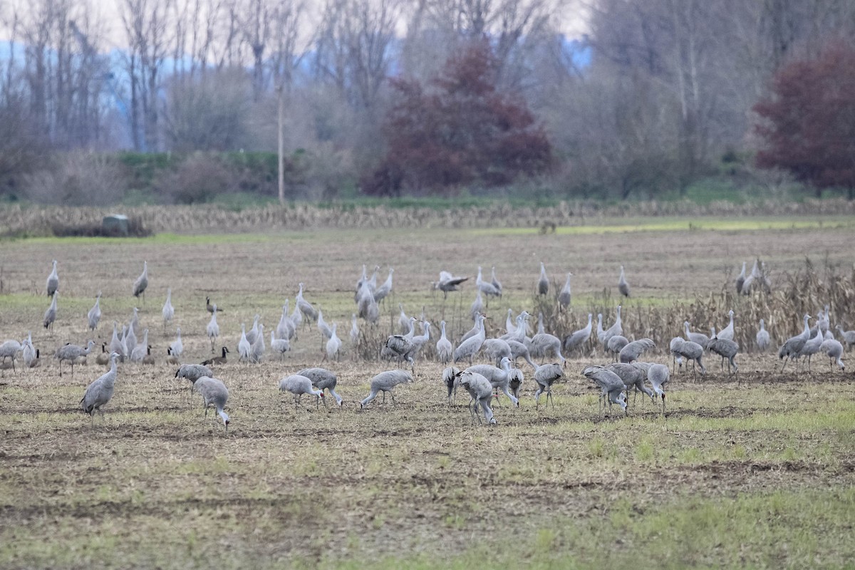 Sandhill Crane - ML615803965