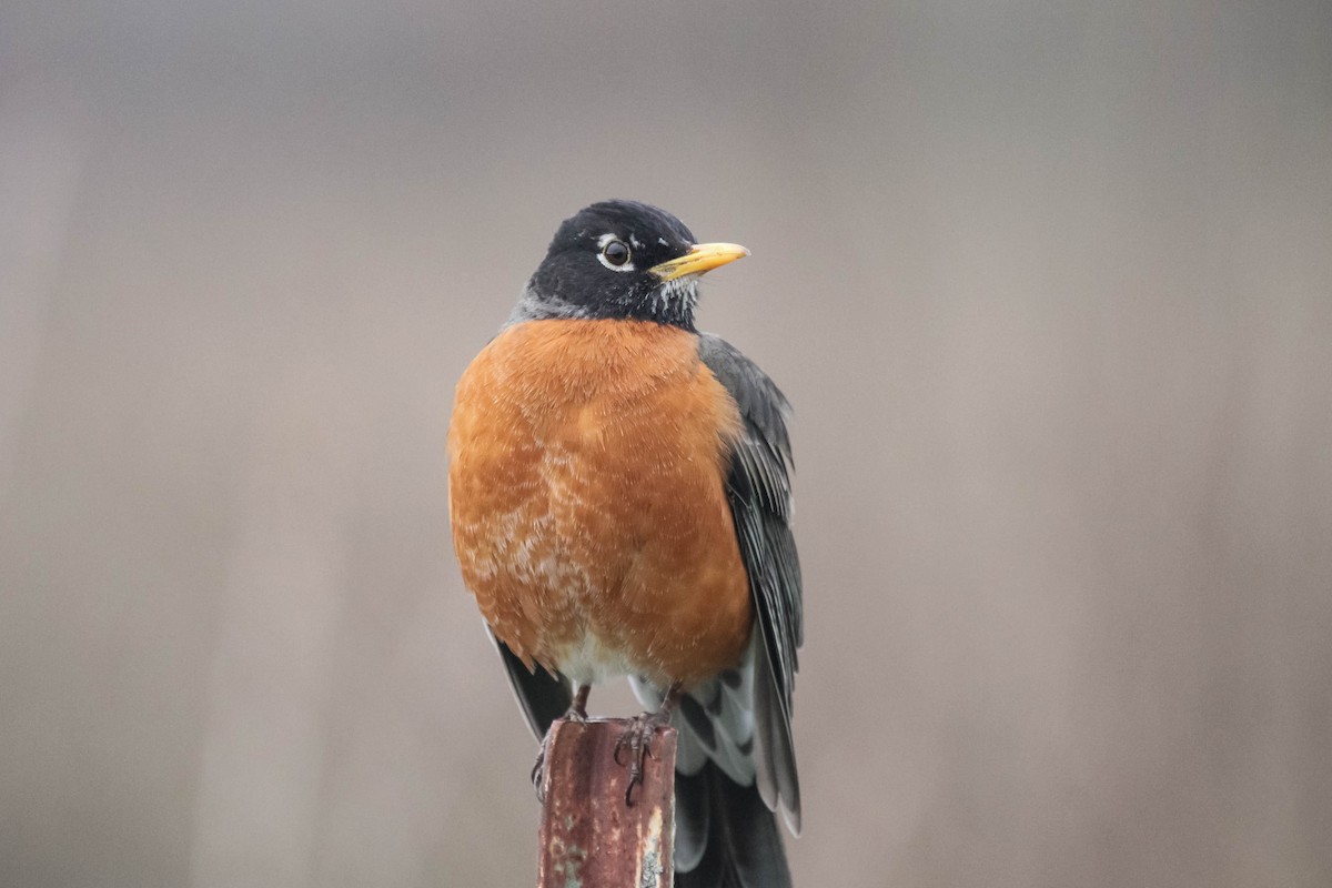 American Robin - ML615803971