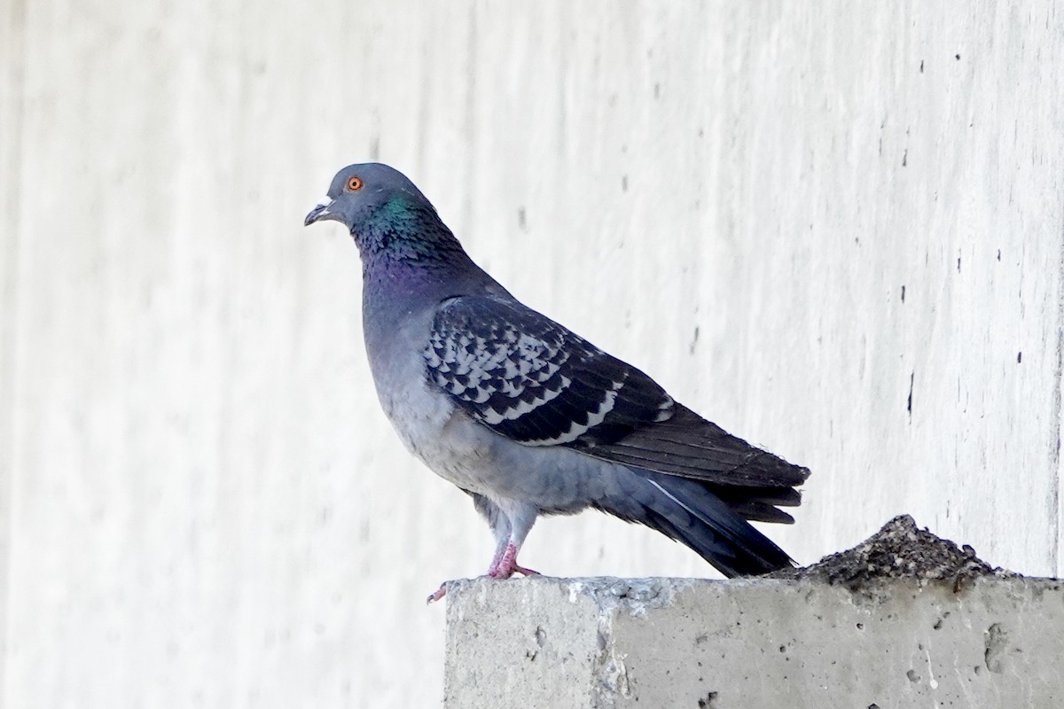 Rock Pigeon (Feral Pigeon) - ML615803974
