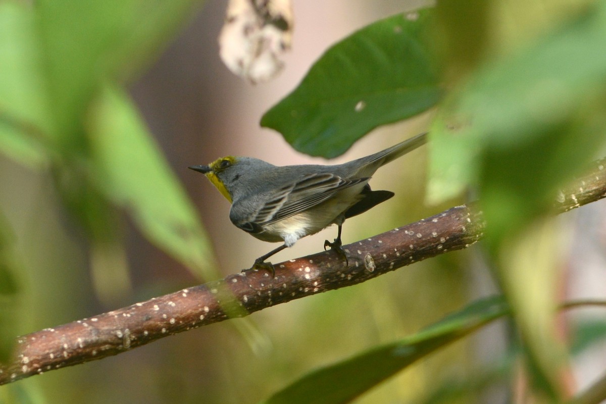 Olive-capped Warbler - David Hollie