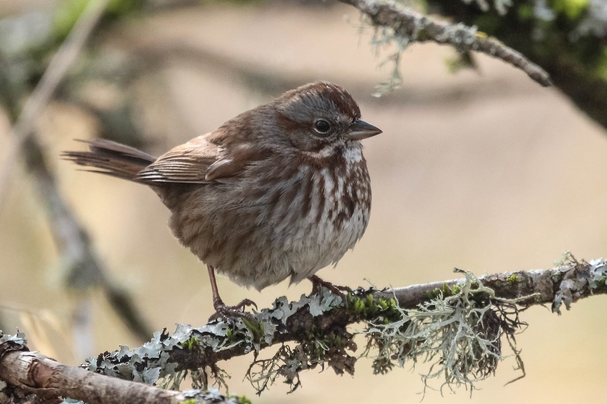 Song Sparrow - ML615804002