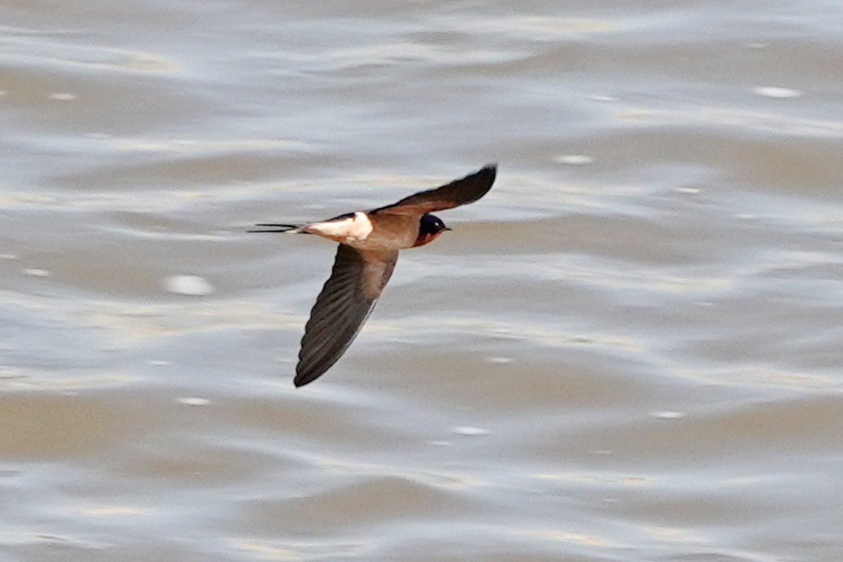 Barn Swallow - ML615804005