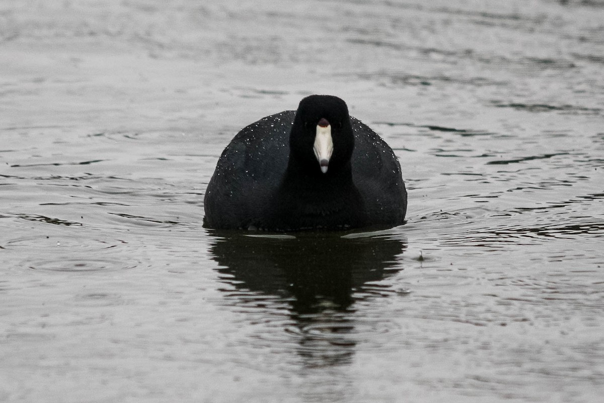 American Coot - ML615804057