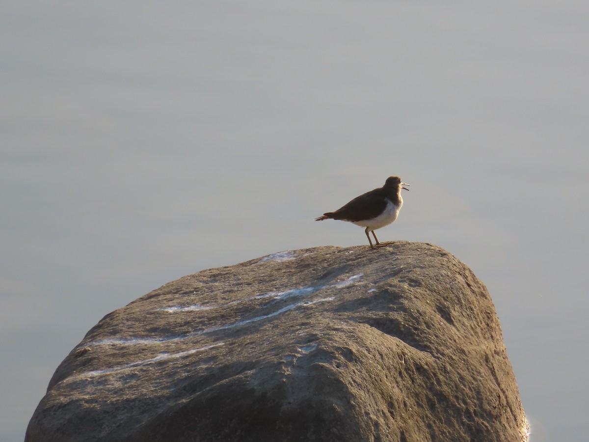 Common Sandpiper - ML615804074