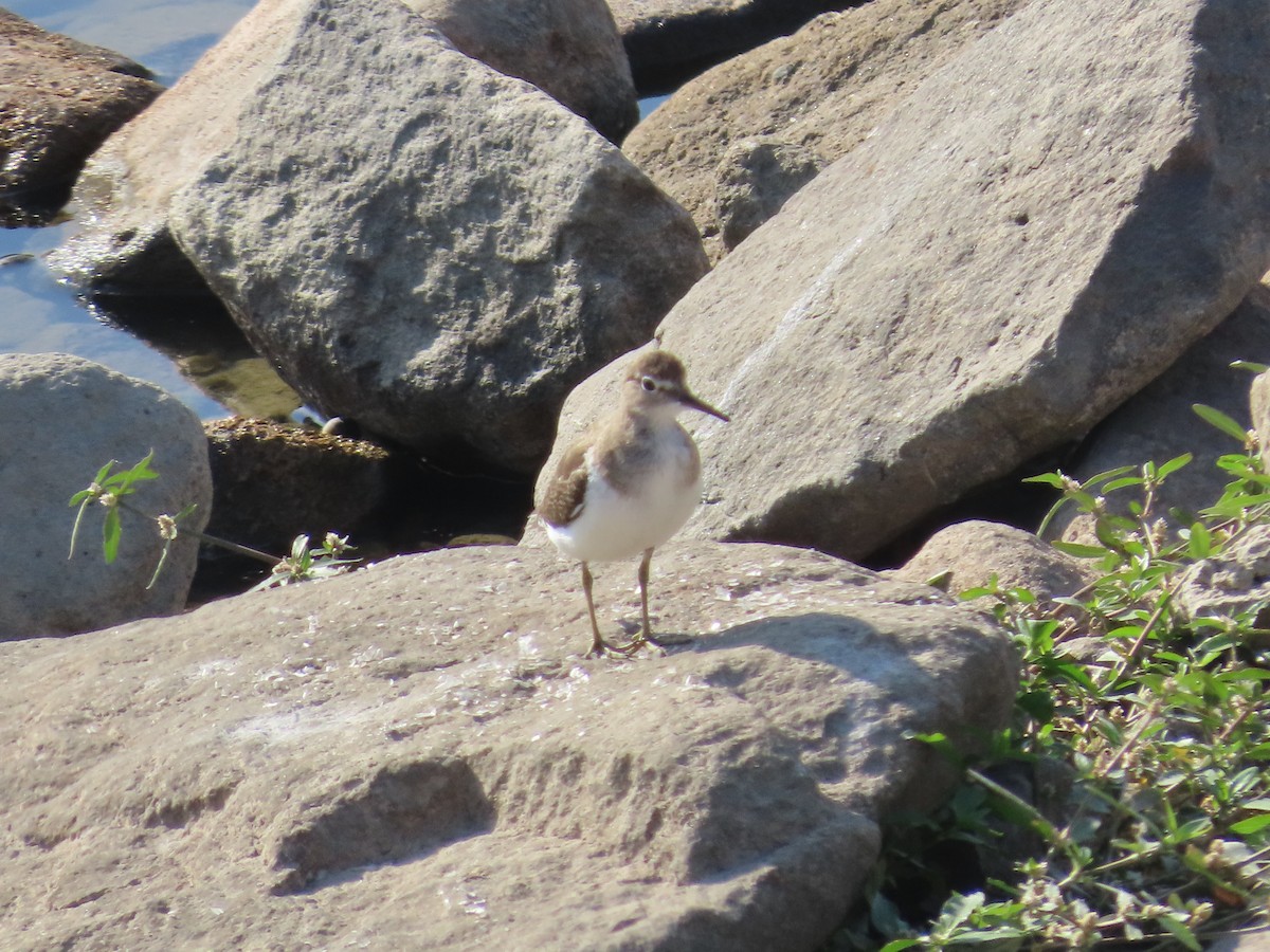 Common Sandpiper - ML615804086