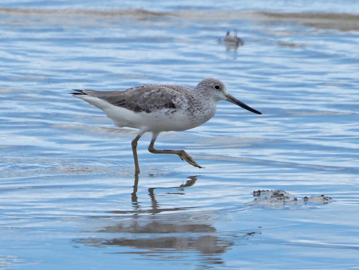 Nordmann's Greenshank - ML615804131