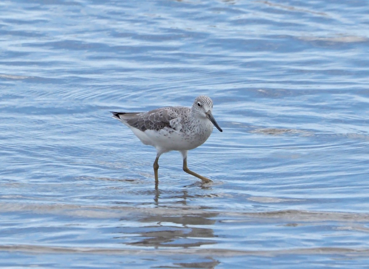 Nordmann's Greenshank - Sue Lee