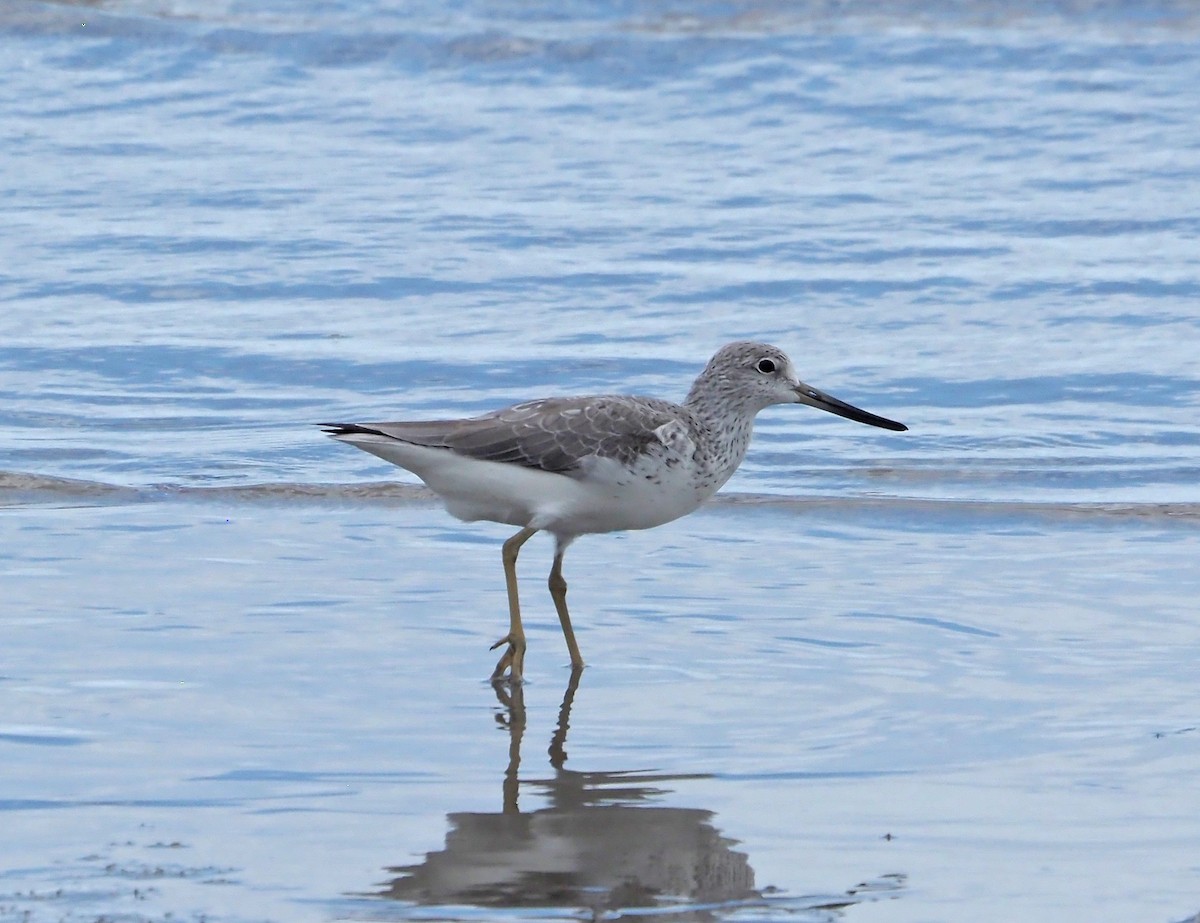 Nordmann's Greenshank - Sue Lee