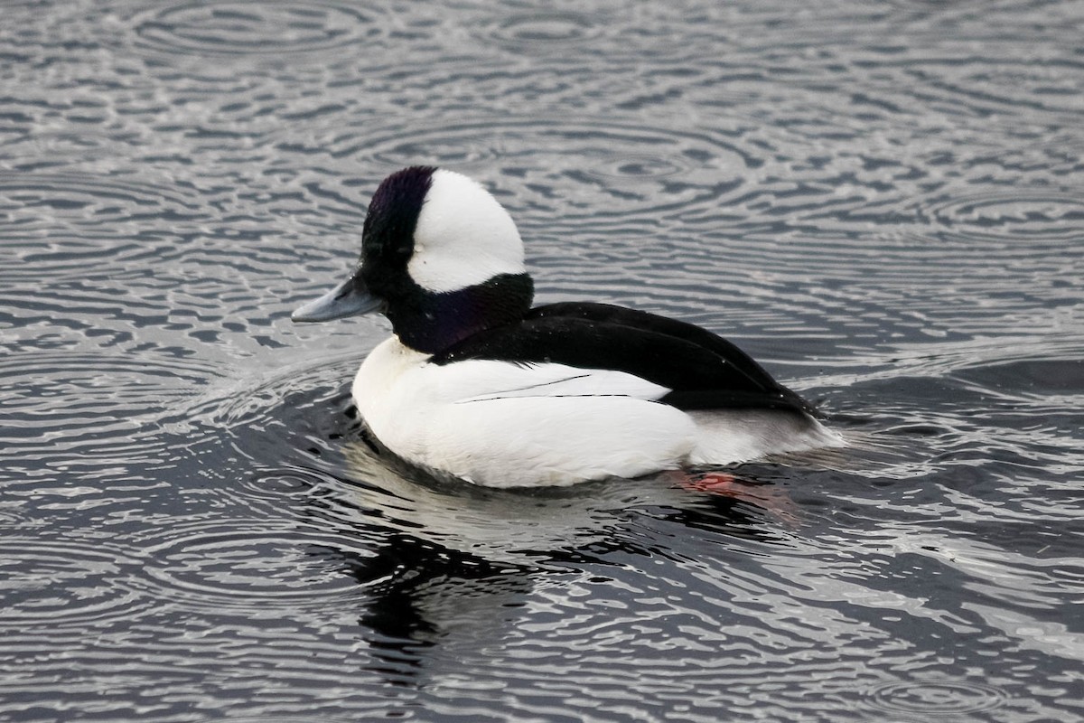 Bufflehead - Jason Taylor