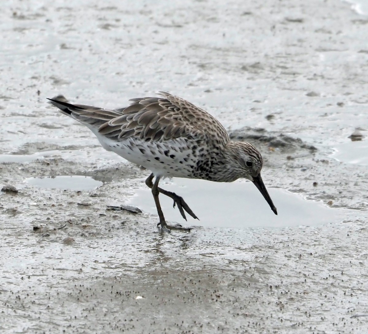 Great Knot - Sue Lee