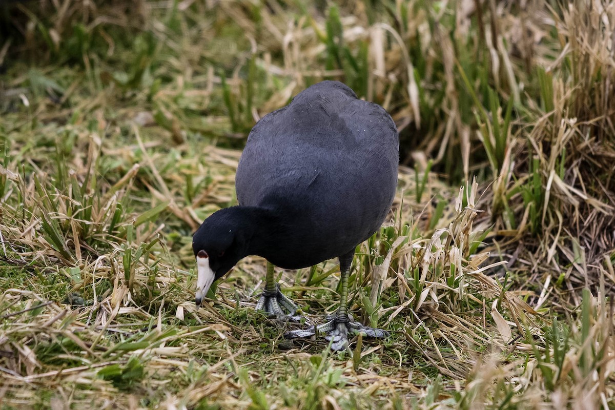 American Coot - ML615804173