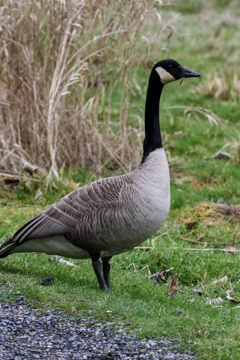 Canada Goose - Jason Taylor