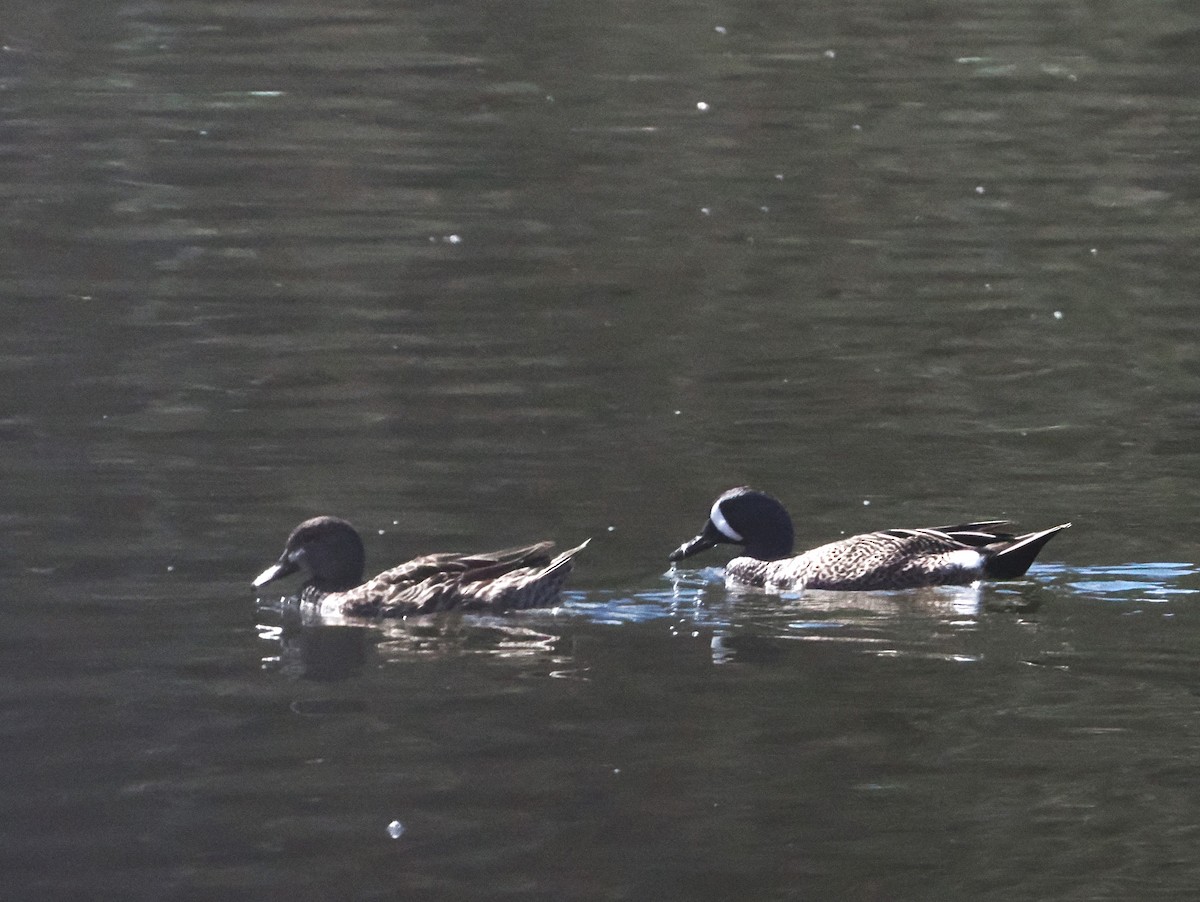 Blue-winged Teal - ML615804188