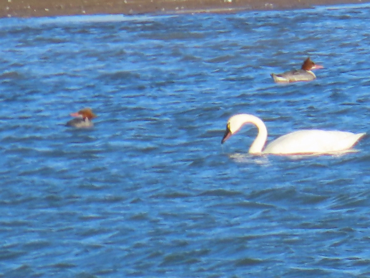 Tundra Swan - ML615804199