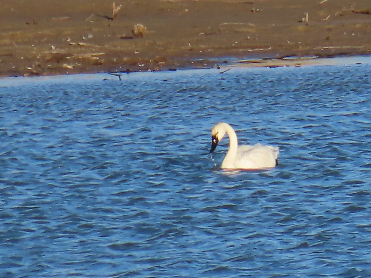 Tundra Swan - ML615804200