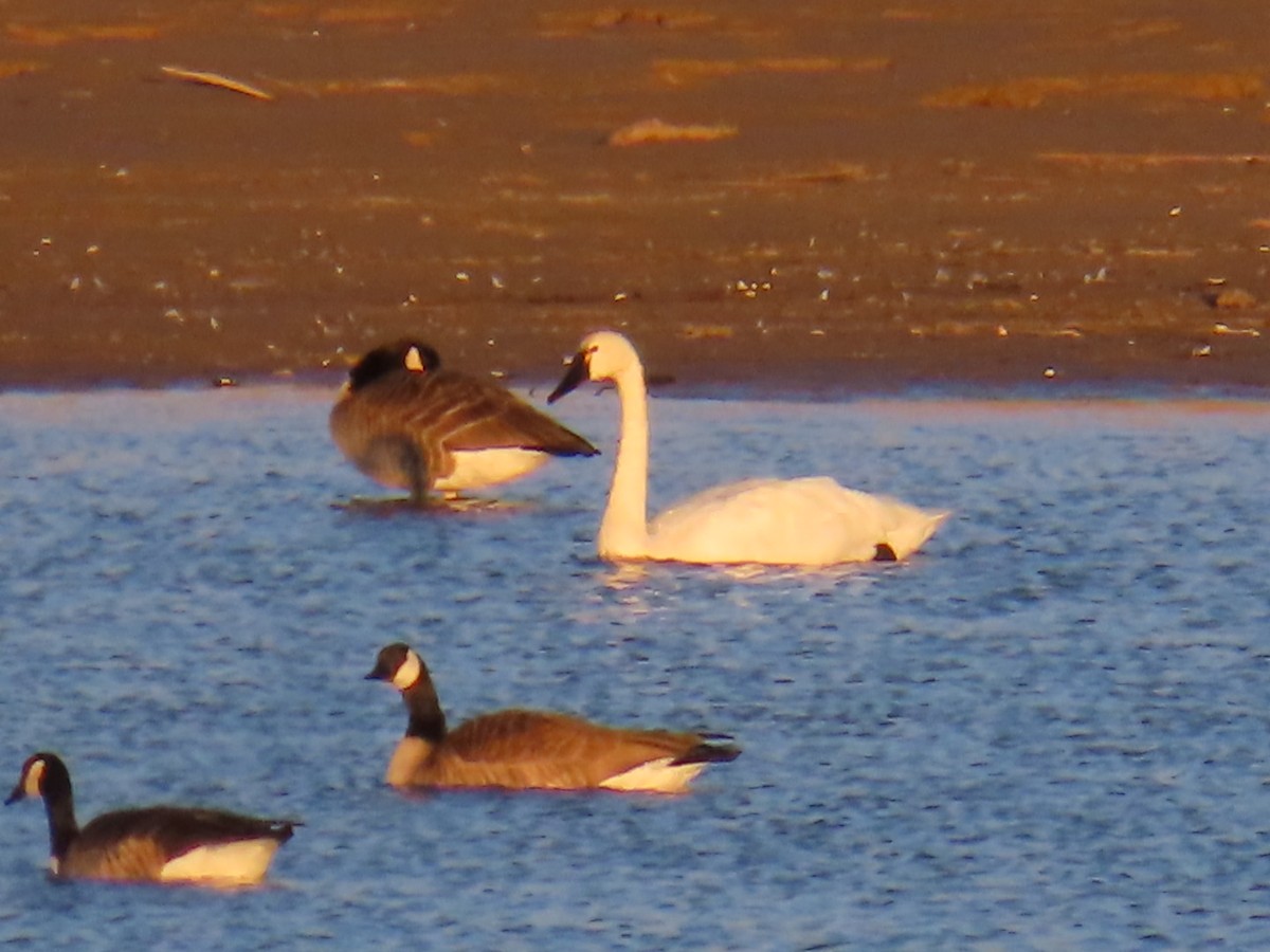 Tundra Swan - ML615804202