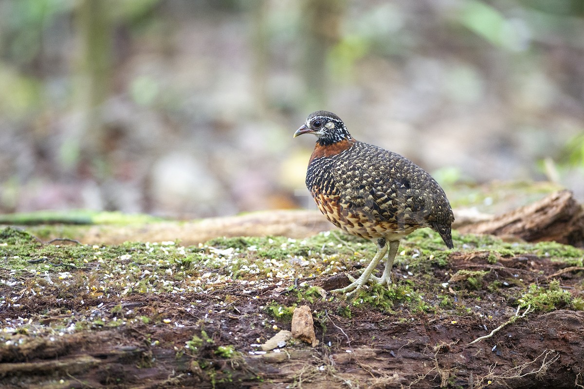 Sabah Partridge - ML615804205