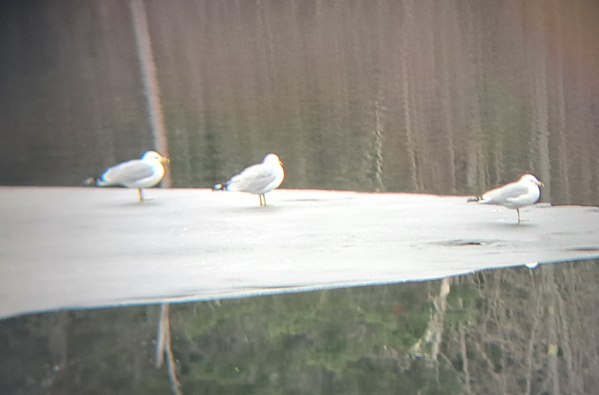 Ring-billed Gull - ML615804217