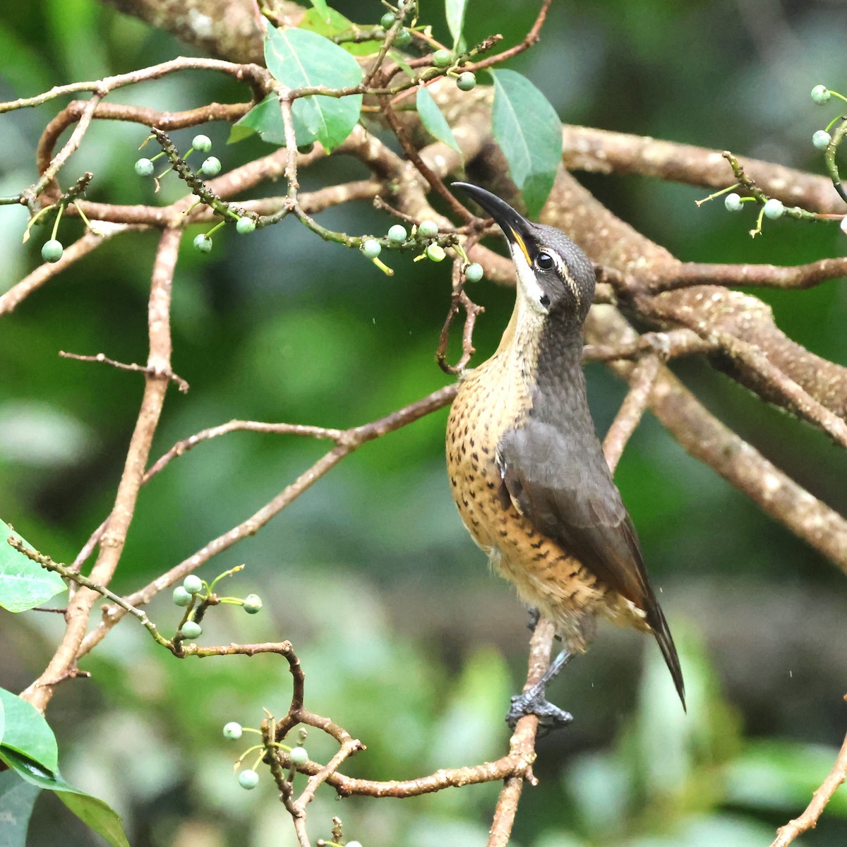 Victoria's Riflebird - Mark and Angela McCaffrey