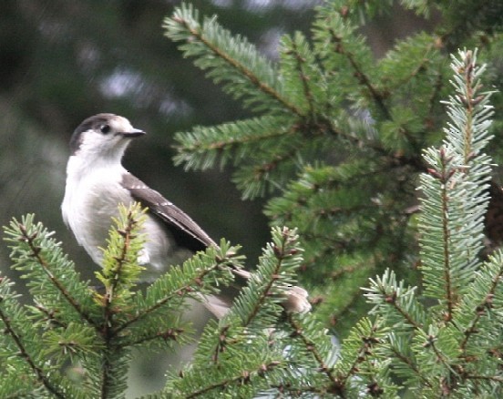 Canada Jay - ML615804232