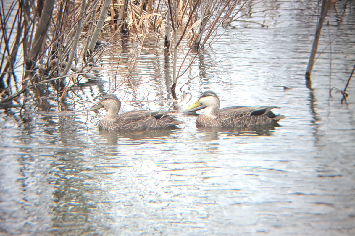 American Black Duck - ML615804235