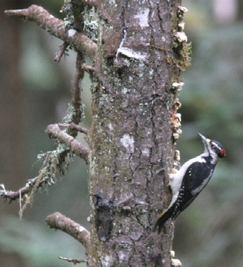 Hairy Woodpecker - Chris Conard