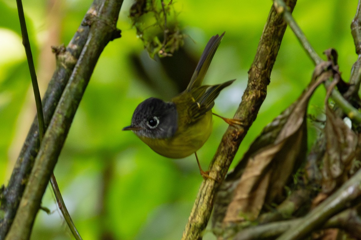 Gray-cheeked Warbler - Abram Fleishman