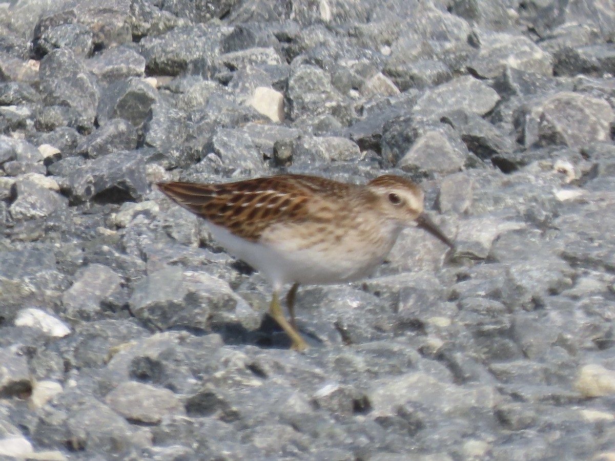 Least Sandpiper - ML615804254